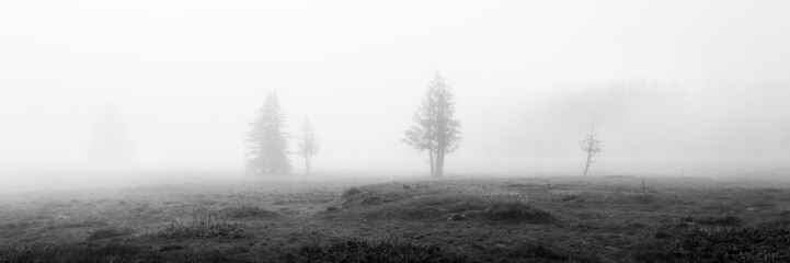 black and white misty morning in the field