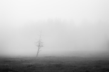 black and white fog in the forest