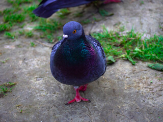 pigeon sitting on a branch