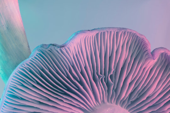 Close up bunch mushrooms color light. Beautiful plant minimal in neon light. Minimalism retro style concept. Background pattern for design. Macro Photography View.