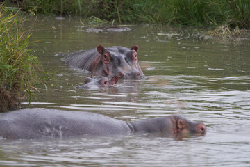 Hippo Hippopotamus amphibious Africa Safari Portrait Water Out open roar