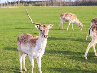 A stag shows his tongue without one horn
