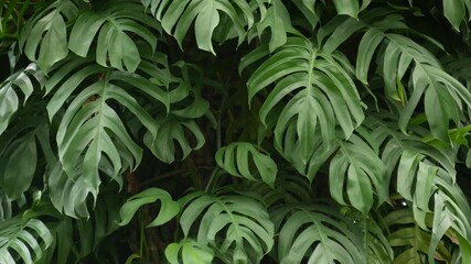Juicy exotic tropical monstera leaves texture backdrop, copyspace. Lush foliage, greenery in paradise garden. Abstract natural dark green jungle vegetation background pattern, wild summer rain forest - Powered by Adobe