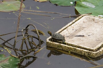 ハス池のゴミに乗る外来種のアカミミガメ