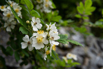 ノイバラの花のグループ