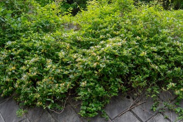 蔓が壁を覆うスイカズラ