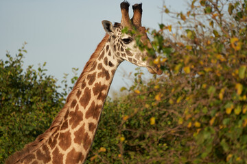 Giraffe Africa Giraffa Safari Big Five Africa