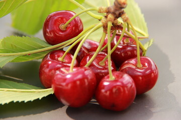 Le temps des cerises