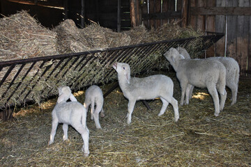 Row of white adult and young sheep in a stable eating hay from a rack together