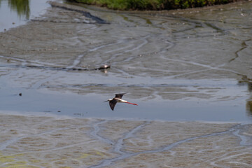 干潟の風景・生き物　　セイタカシギ