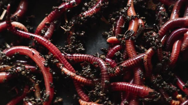 A group of earthworms or earthworms close up in a greenhouse of chernozem. Red worms for fishing or composting bait. Process plant waste into a rich soil and fertilizer improver.