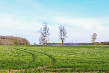 Greening trees in the meadow in spring