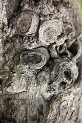 枝打ちの痕跡がたくさん残る樹皮