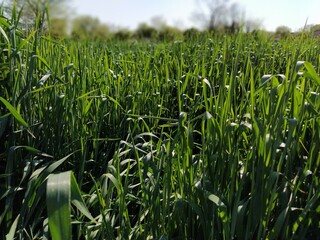 Wheat field close up. Green tall grass spike in the summer and sway in the wind. Intense green color
