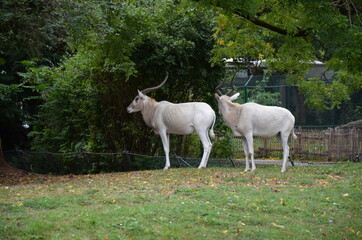 The curved horned antelopes Addax (Addax nasomaculatus)