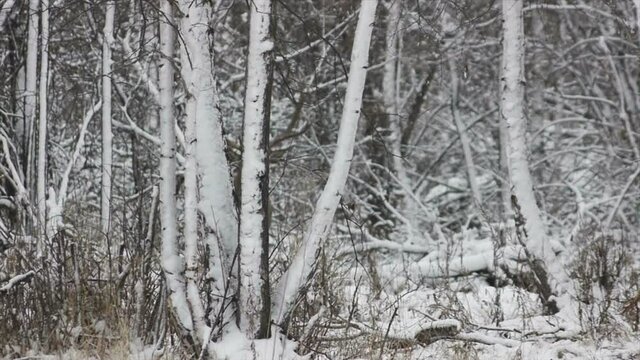 deer winter forest