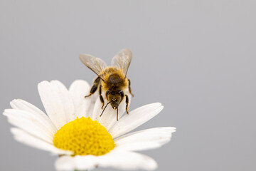 Close-up of a bee on chamomile flower