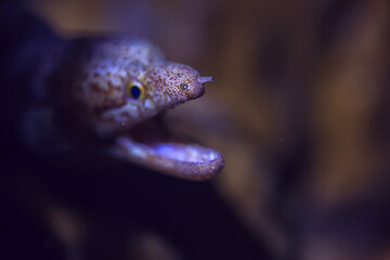 moray eel under water / beautiful sea underwater view