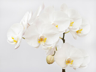 White orchid on light background