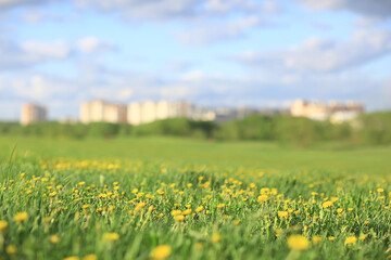 dandelions field city / abstract summer landscape field with yellow flowers in the suburbs