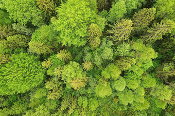 forest top view, landscape panorama view of summer forest with quadrocopter aerial view