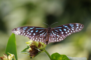 Nymphalidae, papillon