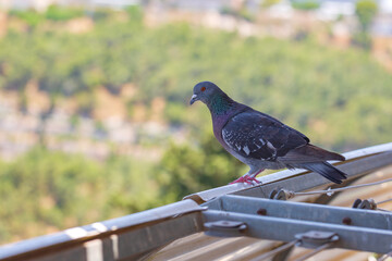 Pigeon sitting on a balcony railing in a city, blurry background