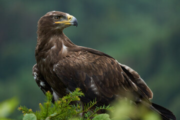 Steppe Eagle Aquila nipalensis Beautiful Portrait Raptor