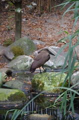 Hammerkop (scopus umbretta) in Frankfurt zoo