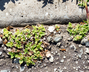 Weeds growing on the verge of a tarred road which will eventually cause the tar to crumble as water gets in.
