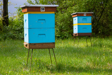 Hives in an apiary (Poland, Kaszuby region)