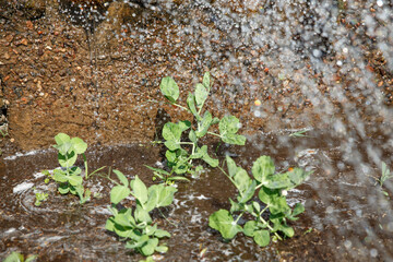 Shoots of young peas are watered with water. Concept of agriculture and vegetable garden and agricultural crops.