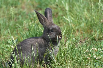 rabbit in the grass