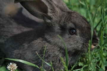 rabbit in the grass