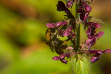 Bumblebee on Anemone Flower