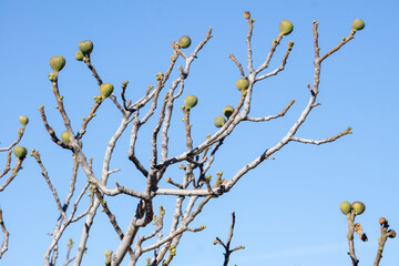 Leafless fig tree branches