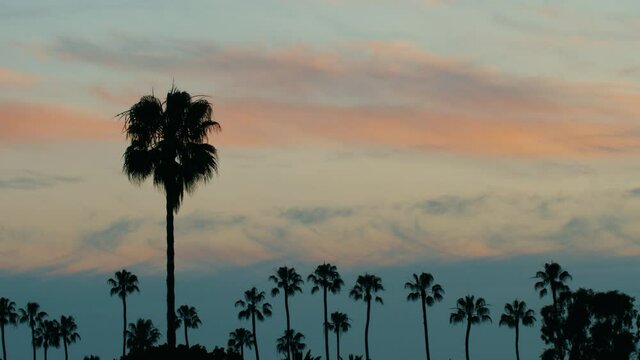 Row of Palm Trees lined up with an Orange and Blue sunset behind timelapse