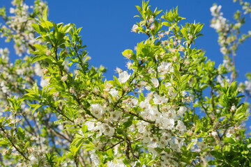 .Fruit trees in blossom in spring
