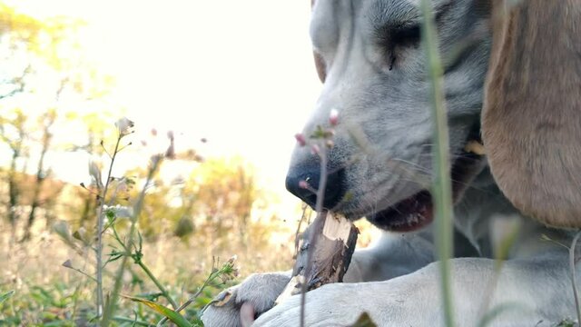 Tired hungry Beagle dog chewing a stick outdoors 