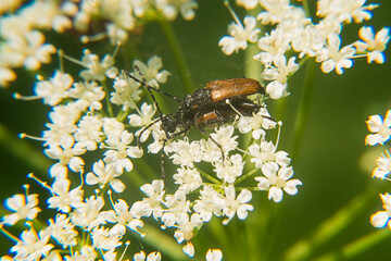 Beetles mate on a flower