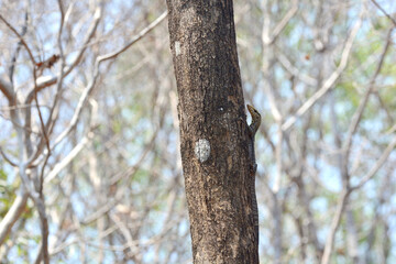 Obraz premium a tree in forest 