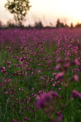 Naklejka premium field of flowers