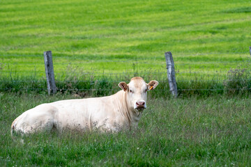 Obraz premium cow blonde d'Aquitaine in a meadow in Luxembourg