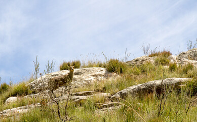 A dainty Klipspringer poses among the rocky mountainous terrain Swartberg Pass near Oudtshoorn South Africa