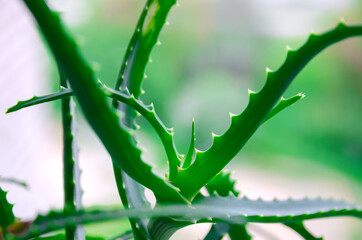 Close-up of aloe leaves on the windowsill