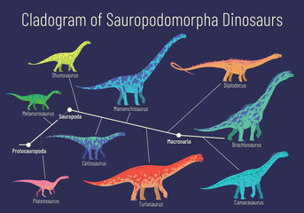 Cladogram of sauropodomorpha dinosaurs. Colorful vector illustration of diagram showing relations among sauropods - protosauropoda, sauropoda, macronaria. Dinosaurs on blue background. © tinkivinki