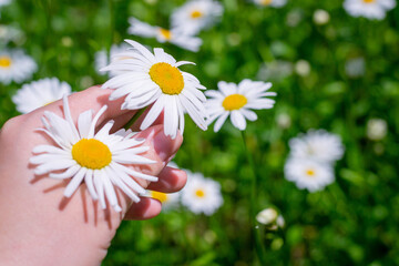 Chamomile flowers close up in a woman's hand. Beautiful scene scene with blooming medical daisies in daylight. Alternative medicine Spring chamomile