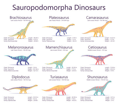 Sauropodomorpha dinosaurs. Colorful vector illustration of dinosaurs isolated on white background. Set of ancient creatures with information of size, weigh, classification and period of living.