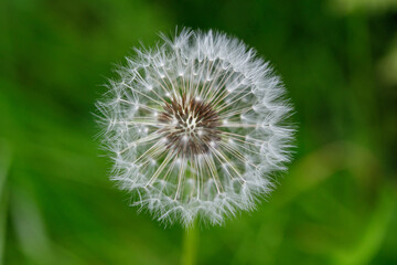 White dandelion flower blowball. Wild nature background