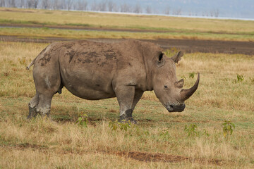 Rhino - Rhinoceros with Bird White rhinoceros Square-lipped rhinoceros Ceratotherium simum 